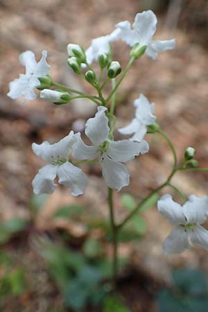 Cardamine trifolia \ Kleeblttriges Schaumkraut, Wald-Schaumkraut / Three-Leaved Cuckoo Flower, Trefoil Cress, A Kärnten/Carinthia, Feistritz im Rosental 17.5.2016