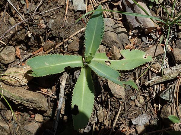 Carduus defloratus subsp. glaucus \ Blaugrne Alpen-Distel, Blaugrne Dickblatt-Ringdistel / Bluegreen Alpine Thistle, A Kraubath (Mur) 27.6.2021