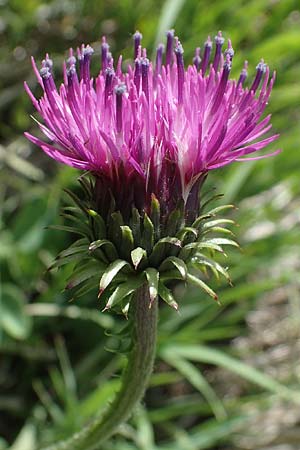Carduus defloratus \ Alpen-Distel / Alpine Thistle, A Pusterwald, Eiskar 29.6.2021
