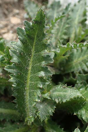 Carduus defloratus \ Alpen-Distel / Alpine Thistle, A Pusterwald, Eiskar 29.6.2021