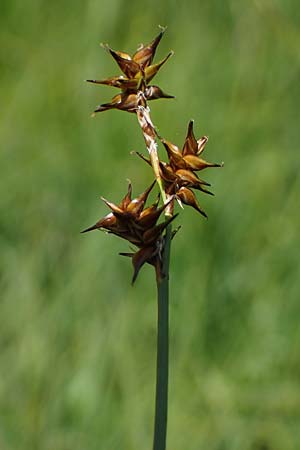 Carex echinata \ Igel-Segge, Stern-Segge / Star Sedge, A Wölzer Tauern, Kleiner Zinken 24.7.2021