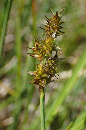Carex echinata \ Igel-Segge, Stern-Segge / Star Sedge, A Niedere Tauern, Sölk-Pass 26.7.2021