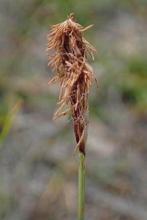 Carex distans \ Entfernthrige Segge, Lcken-Segge / Distant Sedge, A Seewinkel, Apetlon 8.5.2022