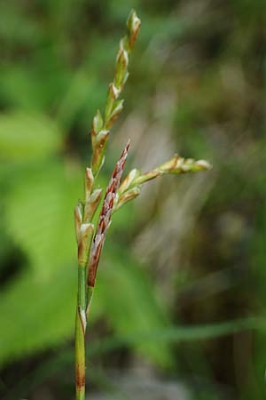 Carex digitata \ Finger-Segge / Fingered Sedge, A St. Gilgen 16.5.2022