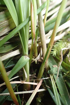 Carex digitata \ Finger-Segge / Fingered Sedge, A St. Gilgen 16.5.2022