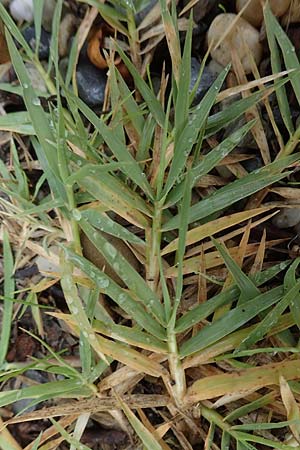 Cynodon dactylon \ Hundszahn-Gras / Bermuda Grass, Cocksfoot Grass, A Seewinkel, Podersdorf 25.9.2022