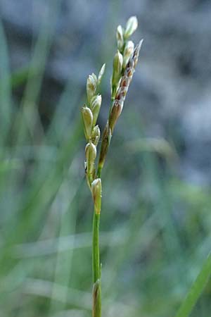 Carex digitata \ Finger-Segge / Fingered Sedge, A St. Gilgen 14.5.2025