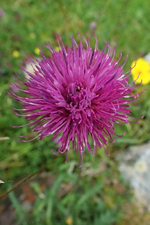 Carduus defloratus \ Alpen-Distel / Alpine Thistle, A Felbertal, Hintersee 4.7.2025