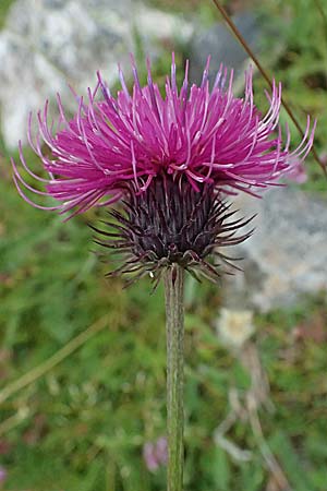Carduus defloratus \ Alpen-Distel / Alpine Thistle, A Felbertal, Hintersee 4.7.2025