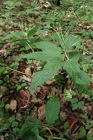 Cardamine enneaphyllos \ Quirlblttrige Zahnwurz / Drooping Bitter-Cress, A Kärnten/Carinthia, St. Paul im Lavanttal 16.5.2016