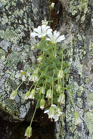 Cerastium carinthiacum \ K�rntner Hornkraut / Carinthian Mouse-Ear, A Osttirol, Porze 13.7.2019