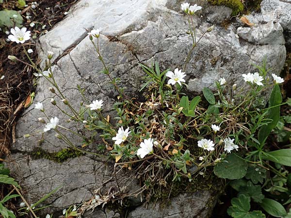 Cerastium arvense \ Acker-Hornkraut / Field Mouse-Ear, A Schneealpe 30.6.2020
