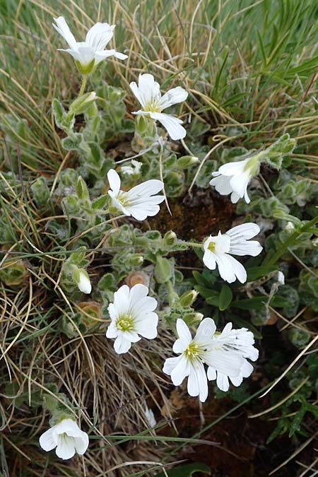 Cerastium eriophorum \ Wolliges Hornkraut / Wooly Alpine Mouse-Ear, A W&ouml;lzer Tauern, Kleiner Zinken 26.6.2021