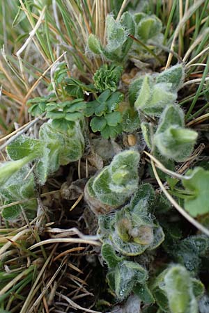 Cerastium eriophorum \ Wolliges Hornkraut / Wooly Alpine Mouse-Ear, A W&ouml;lzer Tauern, Kleiner Zinken 26.6.2021