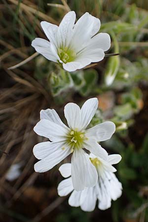 Cerastium eriophorum \ Wolliges Hornkraut / Wooly Alpine Mouse-Ear, A W&ouml;lzer Tauern, Kleiner Zinken 26.6.2021