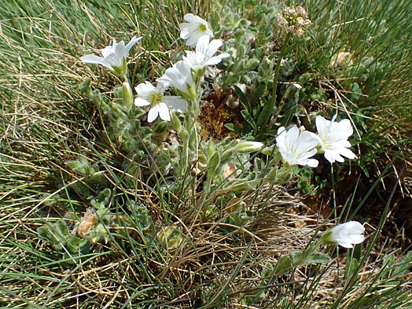 Cerastium eriophorum \ Wolliges Hornkraut / Wooly Alpine Mouse-Ear, A W&ouml;lzer Tauern, Kleiner Zinken 26.6.2021