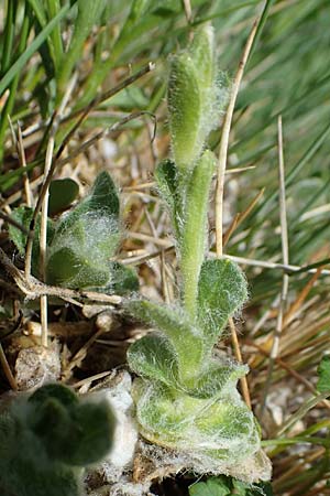 Cerastium eriophorum \ Wolliges Hornkraut / Wooly Alpine Mouse-Ear, A W&ouml;lzer Tauern, Kleiner Zinken 26.6.2021