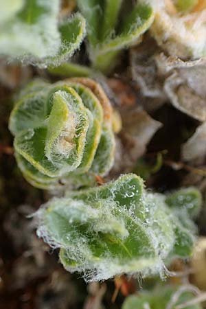 Cerastium eriophorum \ Wolliges Hornkraut / Wooly Alpine Mouse-Ear, A W&ouml;lzer Tauern, Kleiner Zinken 26.6.2021