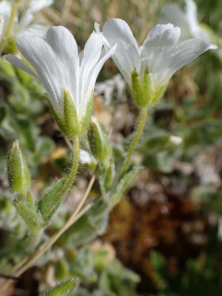 Cerastium eriophorum \ Wolliges Hornkraut / Wooly Alpine Mouse-Ear, A W&ouml;lzer Tauern, Kleiner Zinken 26.6.2021