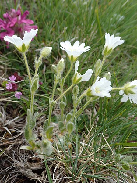 Cerastium eriophorum \ Wolliges Hornkraut / Wooly Alpine Mouse-Ear, A W&ouml;lzer Tauern, Kleiner Zinken 26.6.2021