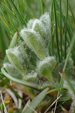 Cerastium eriophorum \ Wolliges Hornkraut / Wooly Alpine Mouse-Ear, A W&ouml;lzer Tauern, Kleiner Zinken 26.6.2021