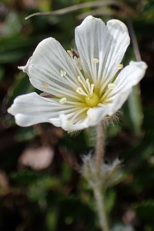 Cerastium eriophorum \ Wolliges Hornkraut / Wooly Alpine Mouse-Ear, A W&ouml;lzer Tauern, Hoher Zinken 24.7.2021