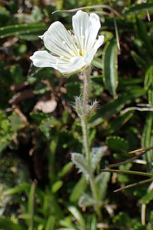 Cerastium eriophorum \ Wolliges Hornkraut / Wooly Alpine Mouse-Ear, A W&ouml;lzer Tauern, Hoher Zinken 24.7.2021