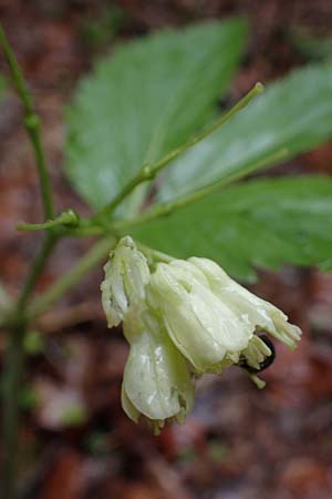 Cardamine enneaphyllos \ Quirlblttrige Zahnwurz / Drooping Bitter-Cress, A Türnitz 6.5.2022
