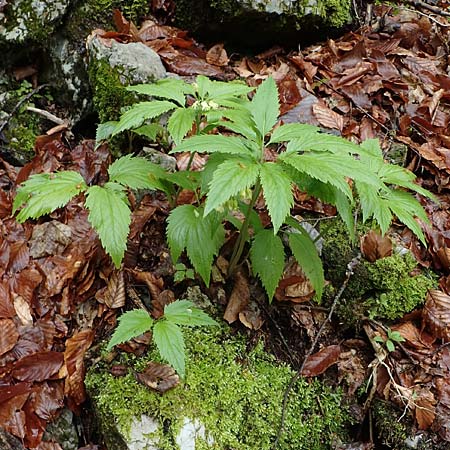 Cardamine enneaphyllos \ Quirlblttrige Zahnwurz / Drooping Bitter-Cress, A Türnitz 6.5.2022