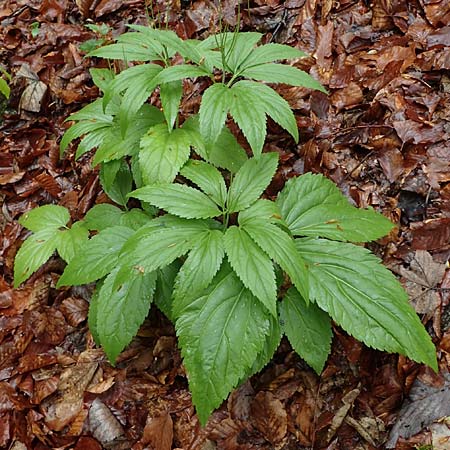 Cardamine enneaphyllos \ Quirlblttrige Zahnwurz / Drooping Bitter-Cress, A Türnitz 6.5.2022