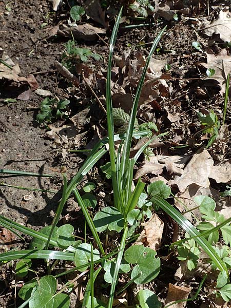 Crocus exiguus \ Illyrischer Krokus, Pontischer Krokus / Illyrian Crocus, A Murfeld-Lichendorf 4.4.2023