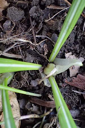 Crocus exiguus \ Illyrischer Krokus, Pontischer Krokus / Illyrian Crocus, A Murfeld-Lichendorf 4.4.2023