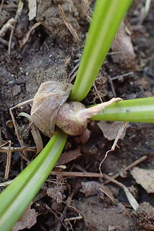 Crocus exiguus \ Illyrischer Krokus, Pontischer Krokus / Illyrian Crocus, A Murfeld-Lichendorf 4.4.2023
