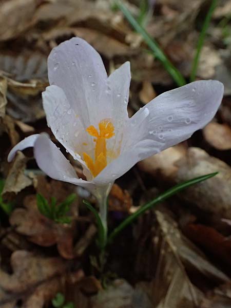 Crocus exiguus \ Illyrischer Krokus, Pontischer Krokus / Illyrian Crocus, A Murfeld-Lichendorf 8.3.2024