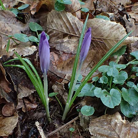 Crocus exiguus \ Illyrischer Krokus, Pontischer Krokus / Illyrian Crocus, A Murfeld-Lichendorf 8.3.2024