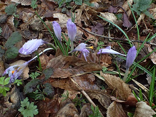 Crocus exiguus \ Illyrischer Krokus, Pontischer Krokus / Illyrian Crocus, A Murfeld-Lichendorf 8.3.2024