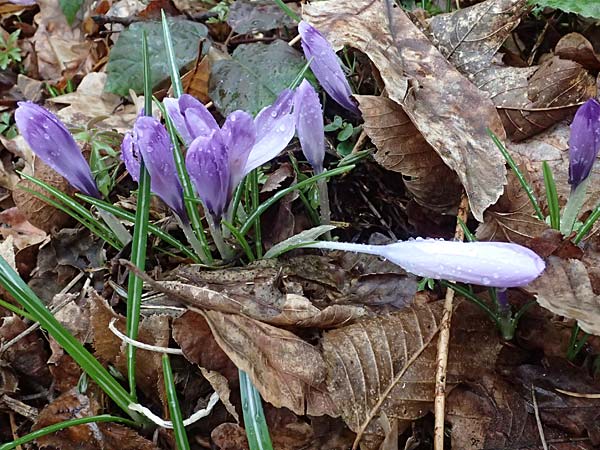 Crocus exiguus \ Illyrischer Krokus, Pontischer Krokus / Illyrian Crocus, A Murfeld-Lichendorf 8.3.2024