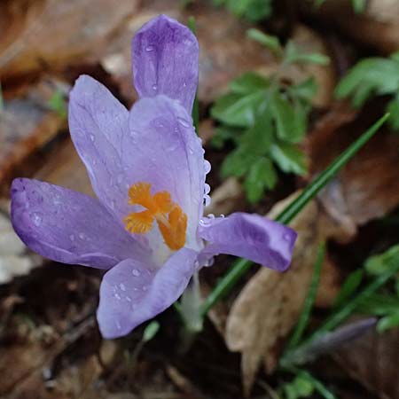 Crocus exiguus \ Illyrischer Krokus, Pontischer Krokus / Illyrian Crocus, A Murfeld-Lichendorf 8.3.2024