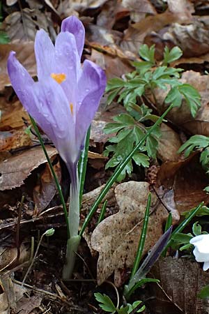 Crocus exiguus \ Illyrischer Krokus, Pontischer Krokus / Illyrian Crocus, A Murfeld-Lichendorf 8.3.2024