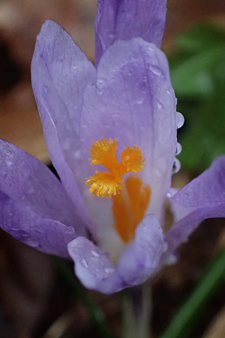 Crocus exiguus \ Illyrischer Krokus, Pontischer Krokus / Illyrian Crocus, A Murfeld-Lichendorf 8.3.2024