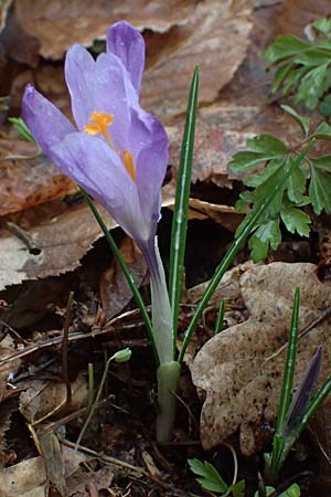 Crocus exiguus \ Illyrischer Krokus, Pontischer Krokus / Illyrian Crocus, A Murfeld-Lichendorf 8.3.2024