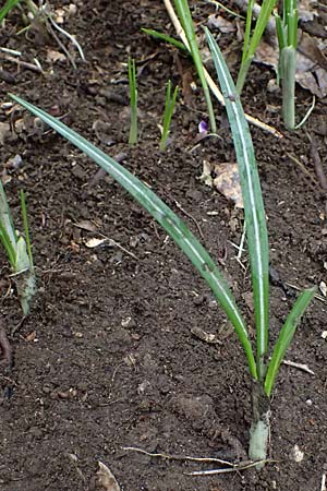 Crocus exiguus \ Illyrischer Krokus, Pontischer Krokus / Illyrian Crocus, A Murfeld-Lichendorf 8.3.2024