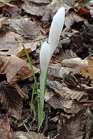 Crocus exiguus \ Illyrischer Krokus, Pontischer Krokus / Illyrian Crocus, A Murfeld-Lichendorf 8.3.2024