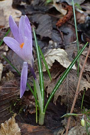 Crocus exiguus \ Illyrischer Krokus, Pontischer Krokus / Illyrian Crocus, A Murfeld-Lichendorf 8.3.2024