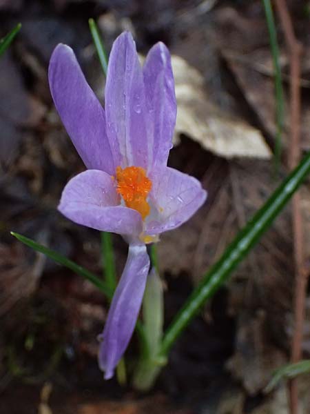 Crocus exiguus \ Illyrischer Krokus, Pontischer Krokus / Illyrian Crocus, A Murfeld-Lichendorf 8.3.2024