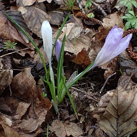 Crocus exiguus \ Illyrischer Krokus, Pontischer Krokus / Illyrian Crocus, A Murfeld-Lichendorf 8.3.2024