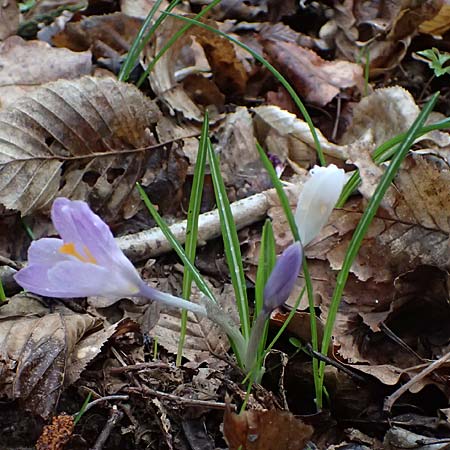 Crocus exiguus \ Illyrischer Krokus, Pontischer Krokus / Illyrian Crocus, A Murfeld-Lichendorf 8.3.2024