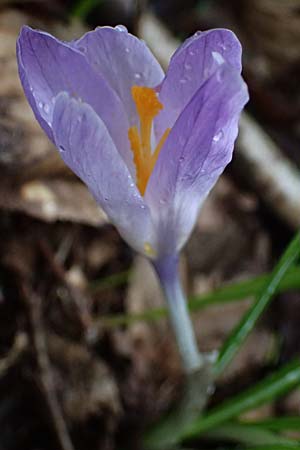 Crocus exiguus \ Illyrischer Krokus, Pontischer Krokus / Illyrian Crocus, A Murfeld-Lichendorf 8.3.2024