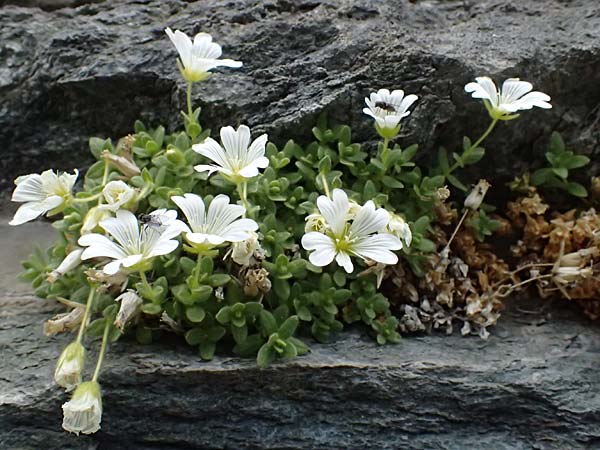 Cerastium uniflorum \ Einbltiges Hornkraut / Glacier Mouse-Ear, A Großglockner 30.6.2025