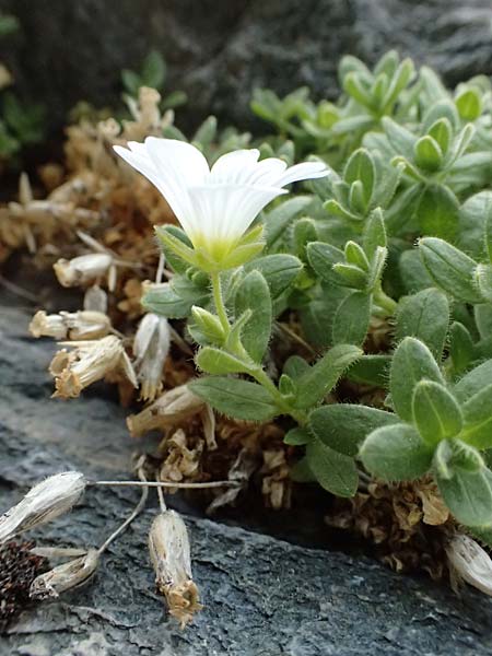 Cerastium uniflorum \ Einbltiges Hornkraut / Glacier Mouse-Ear, A Großglockner 30.6.2025